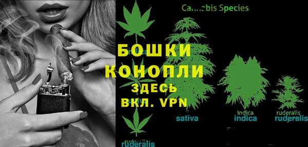 прущие грибы Магадан